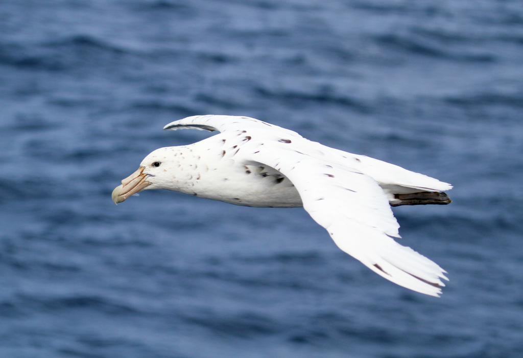 The White Morph - Heritage Collection Kaikoura Dış mekan fotoğraf